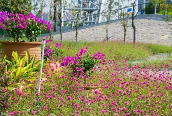 佛山春季賞花好去處 花海景點推薦