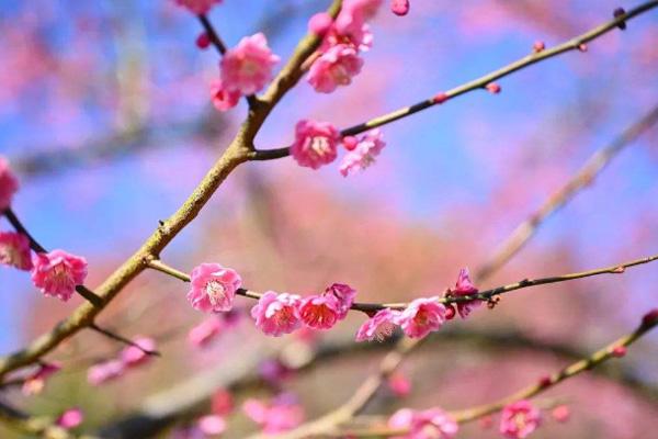 2022广州春季赏花好去处 广州春季赏花的地方