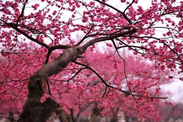 長沙去哪看梅花比較好 長沙賞梅好去處