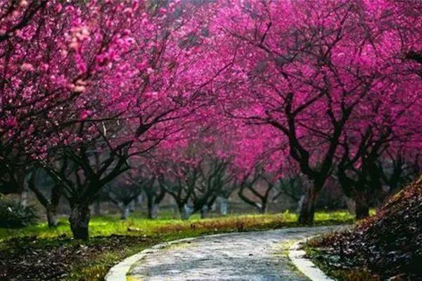 長沙去哪看梅花比較好 長沙賞梅好去處