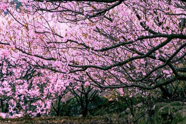 北京春季旅游最佳去处 赏花景点推荐