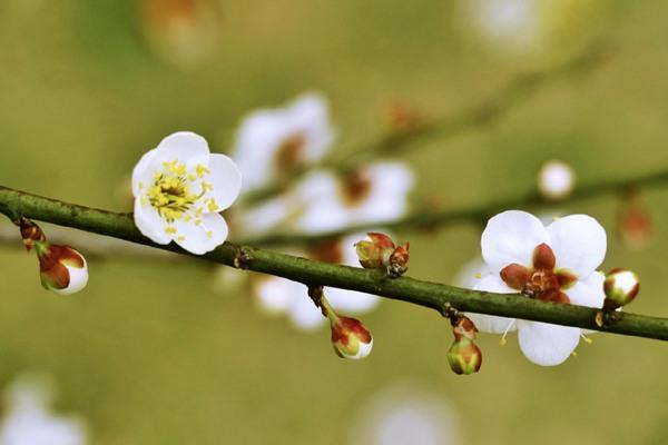 杭州超山梅花什么时候开