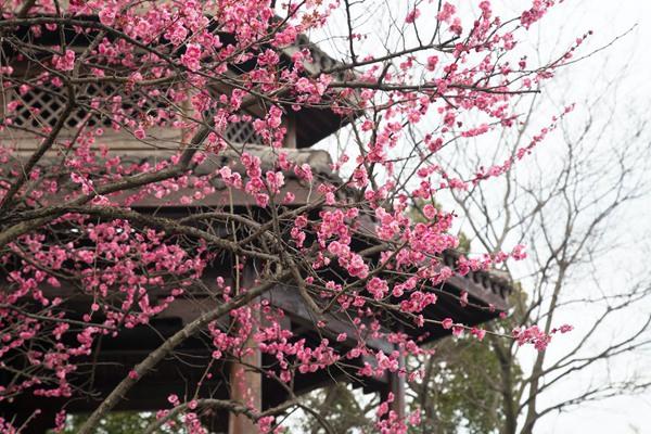 杭州超山梅花甚么时候开