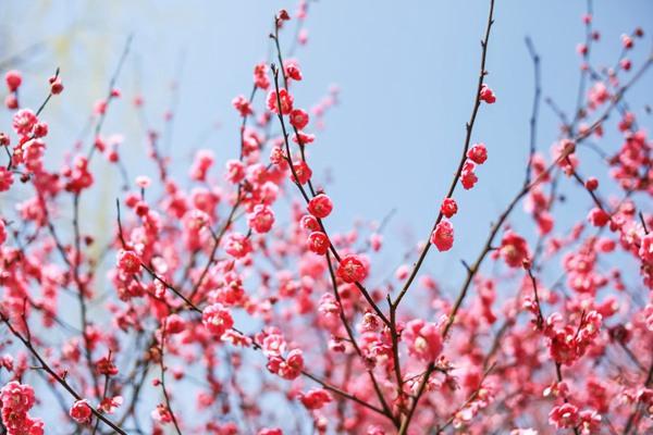 杭州超山梅花什么时候开