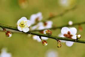 长沙赏梅花的地方汇总