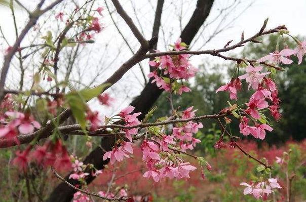 2022桂林南溪山公园樱花什么时候开