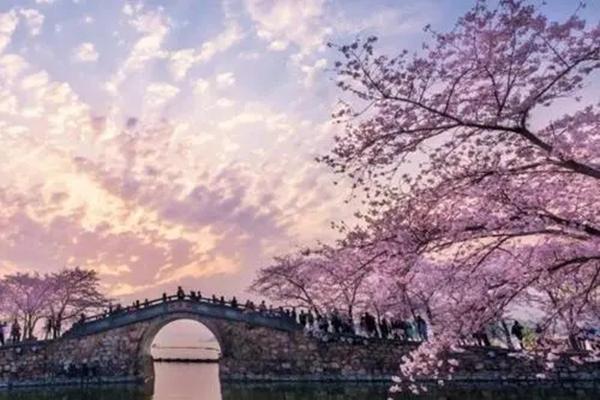 2022无锡几月份去鼋头渚看樱花最好?