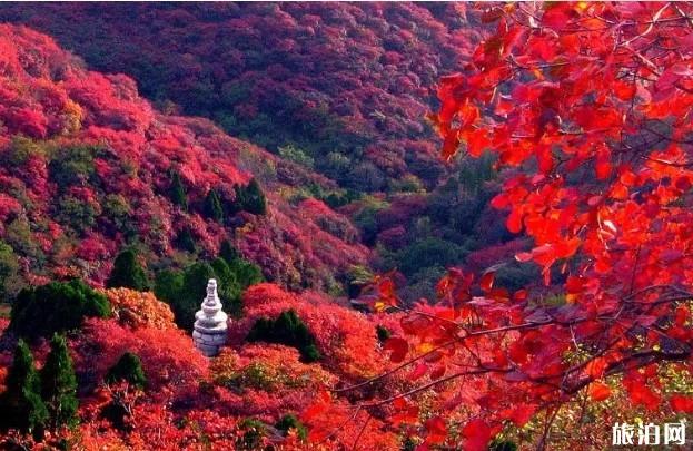 大漠胡杨林景区介绍