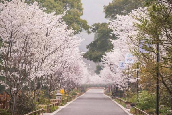 2022无锡拈花湾最好没有雅赏樱花时候