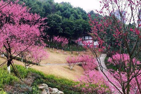 重庆2月赏花有哪些地方 赏花地推荐