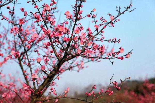 重慶2月賞花有哪些地方 賞花地推薦