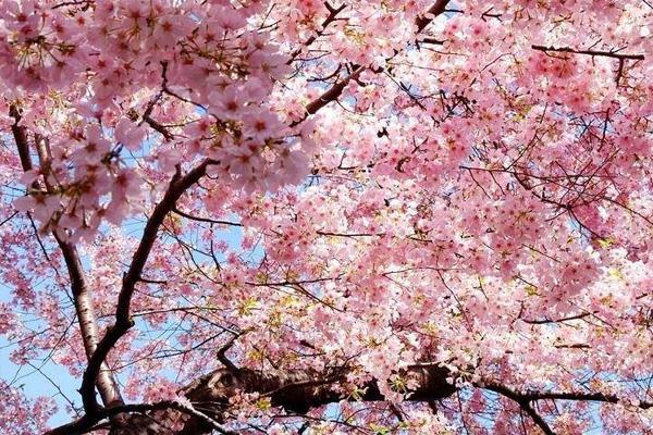 2022重庆看樱花最美的地方 重庆看樱花的最佳地点