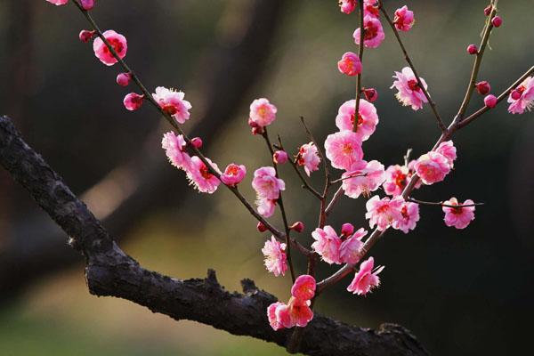 南京春季赏花的地方 最佳旅游攻略
