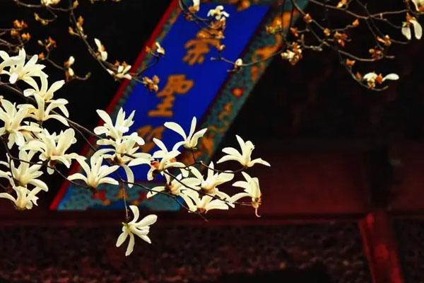 南京春季赏花的地方 最佳旅游攻略
