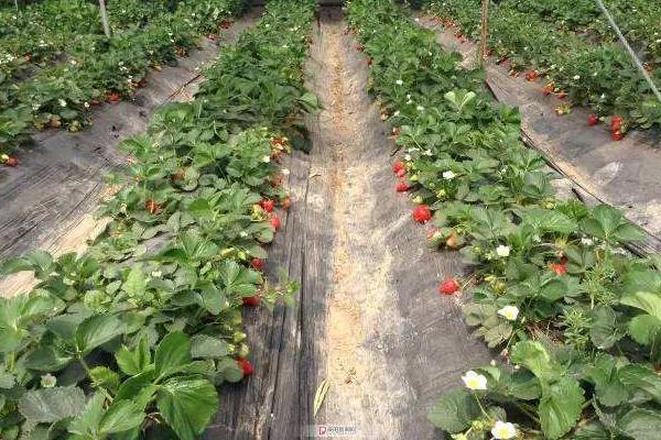 天津草莓采摘园在哪里 多家草莓园攻略