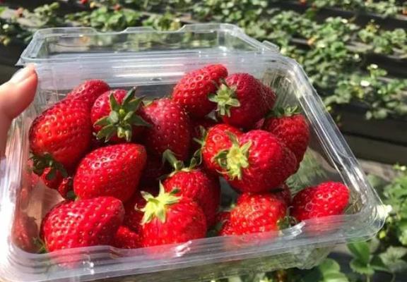 天津草莓采摘园在哪里 多家草莓园攻略