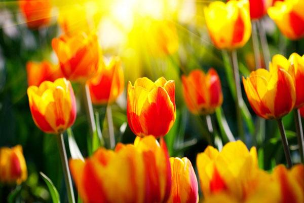 2022福州春天赏花的地方 附最佳观赏时间