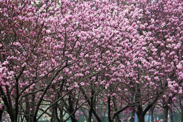 2022福州春天赏花的地方
附最佳观赏时间