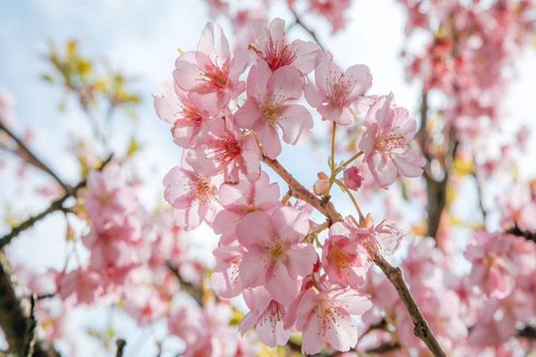 福州春天赏花的地方 附最佳观赏时间