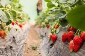 上海摘草莓地方最新2022 上海宝山去哪摘草莓