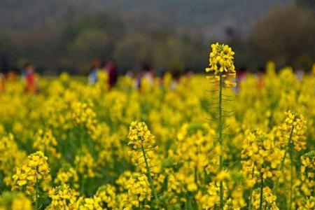 2022杭州油菜花什么时候开花 杭州油菜花最美的地方