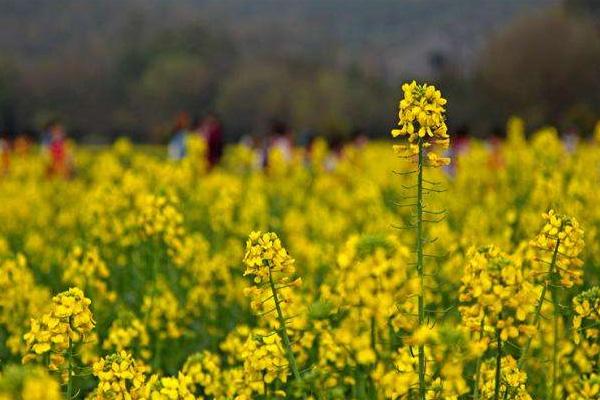 2022杭州油菜花什么時候開花 杭州油菜花最美的地方