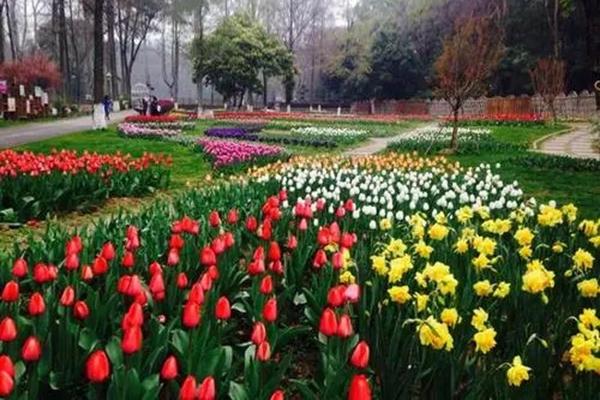 武汉植物园都有什么花?几月份去比较合适