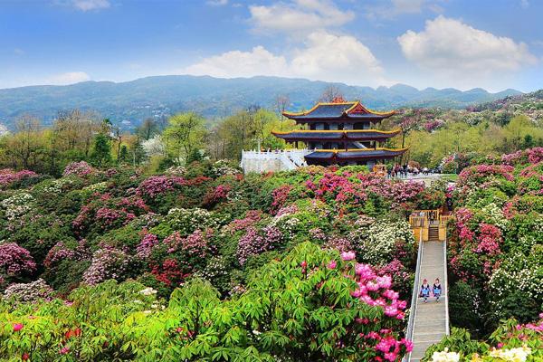 景区地址:贵州省毕节市大方县普底彝族苗族白族乡中国百里杜鹃风景