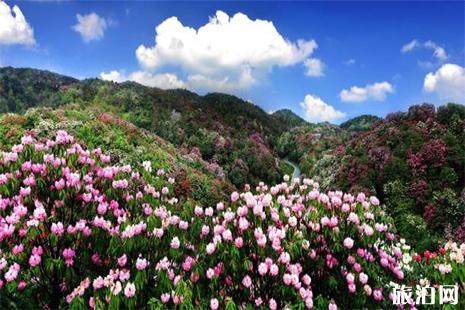 百里杜鵑國家森林公園門票多少錢