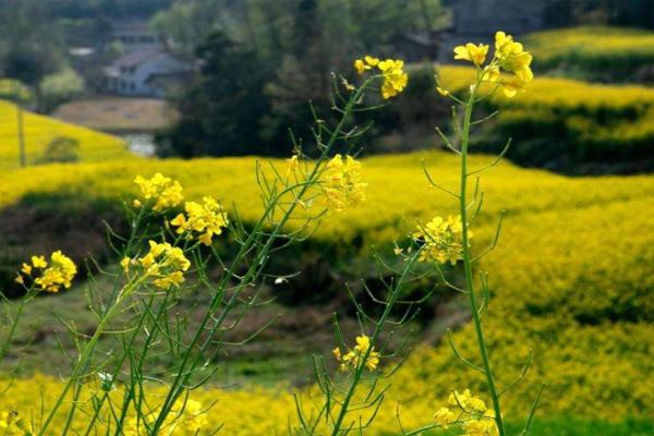 汉中油菜花最佳观赏时间2022 附最佳观赏地