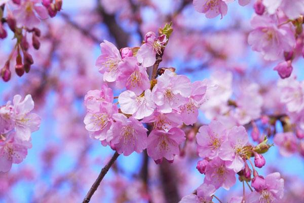 2022桂林春季赏花景点推荐 桂林看花的地方有哪些