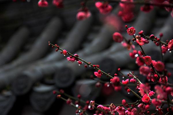 2022桂林春季赏花景点推荐 桂林看花的地方有哪些