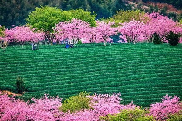 2022龙岩永福樱花什么时候开 永福樱花最佳观赏时间