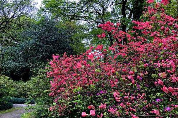 杭州植物園門票怎么預約 