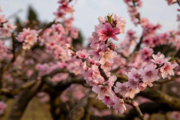 龙泉桃花开了吗2022 龙泉桃花节是几月几日