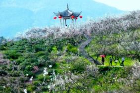 浙江梅花哪里看 浙江賞梅最佳地點