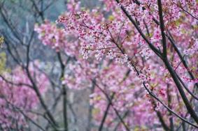 长沙春季赏花好去