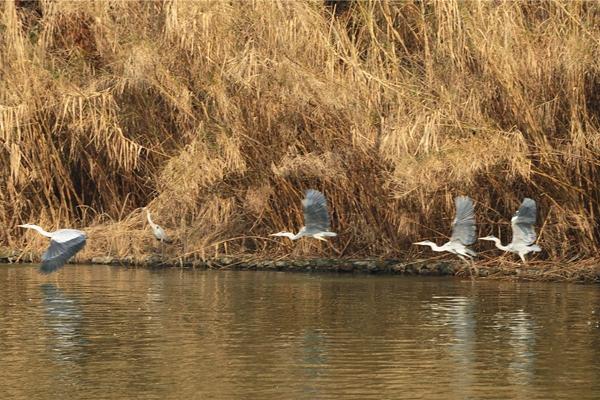 2022苏州受疫情影响太湖国家湿地公园临时闭园