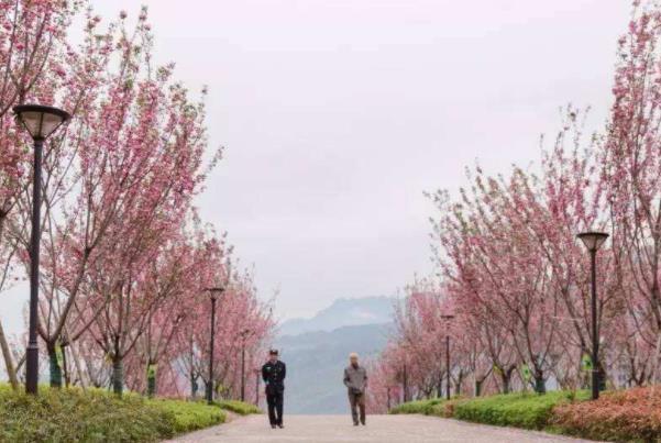 2022重庆綦江看樱花的地方有哪些