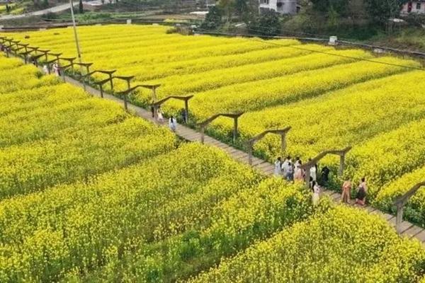 2022重庆潼南油菜花景区门票多少钱一张?