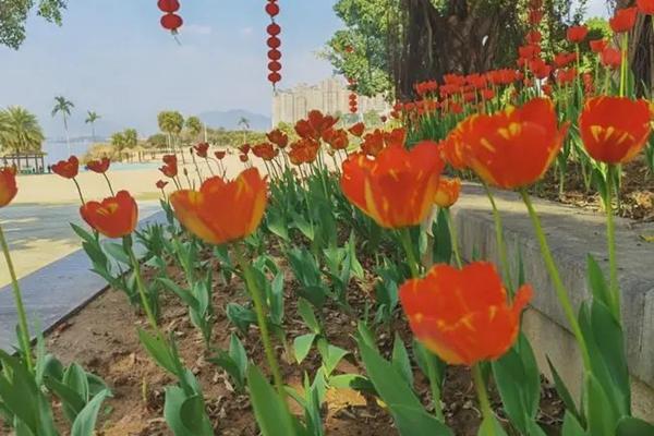 福州二月份有什么花可以看 福州春天去哪里赏花