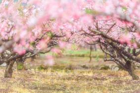 苏州踏青赏花好去处