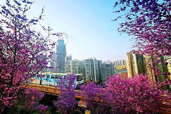 重庆开往春天的列车在哪里 最佳拍摄地推荐