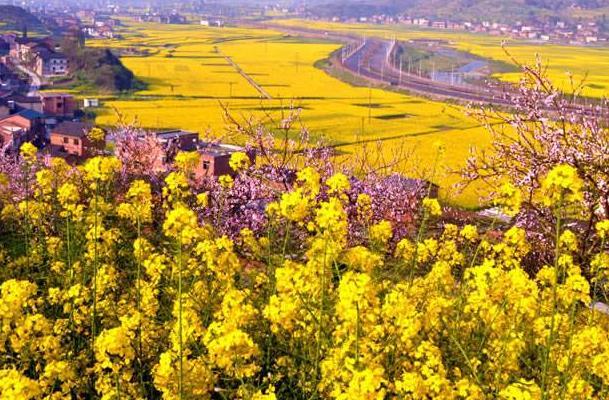 重慶油菜花旅游景點在哪里