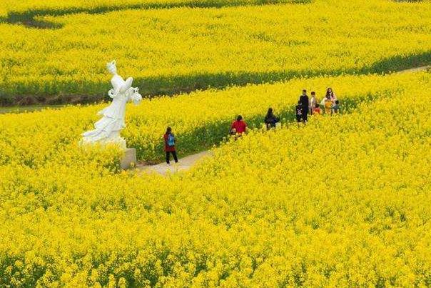 重庆油菜花旅游景点在哪里