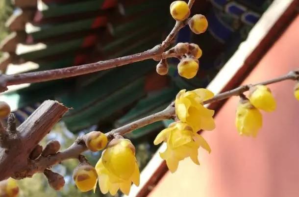 北京植物园梅花开了吗2022