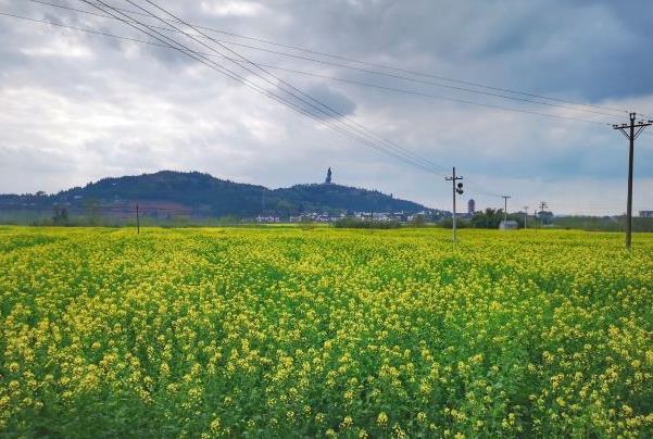 重庆潼南油菜花周边住宿推荐