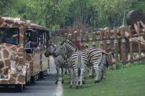 受疫情影响南通森林野生动物园2月15日起临时闭园公告