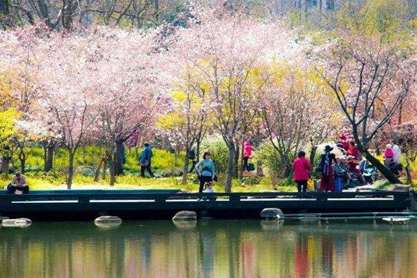 2022上海植物园樱花什么时候开 上海植物园樱花开了吗