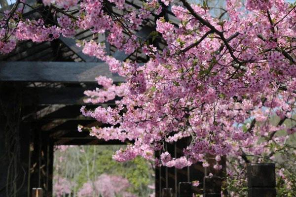 上海哪里的樱花最美 上海看樱花的公园